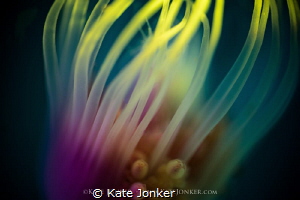 Serenity
Tubular Hydroid sways in the gentle surge. by Kate Jonker 